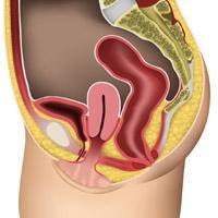 Anatomiska ilustrācija, kas parāda sievietes reproduktīvās sistēmas struktūru. Rīgas 1. slimnīca.