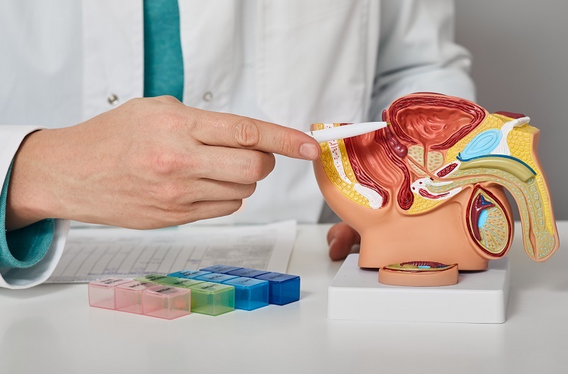 Medicīnas darbinieks norāda uz anatomisko modeli, kas attēlo cilvēka reproduktīvo sistēmu.