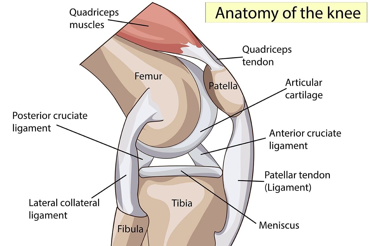 Kājas locītavas anatomija ar nosaukumiem: femurs, patella, menisks, saites un muskuļi.