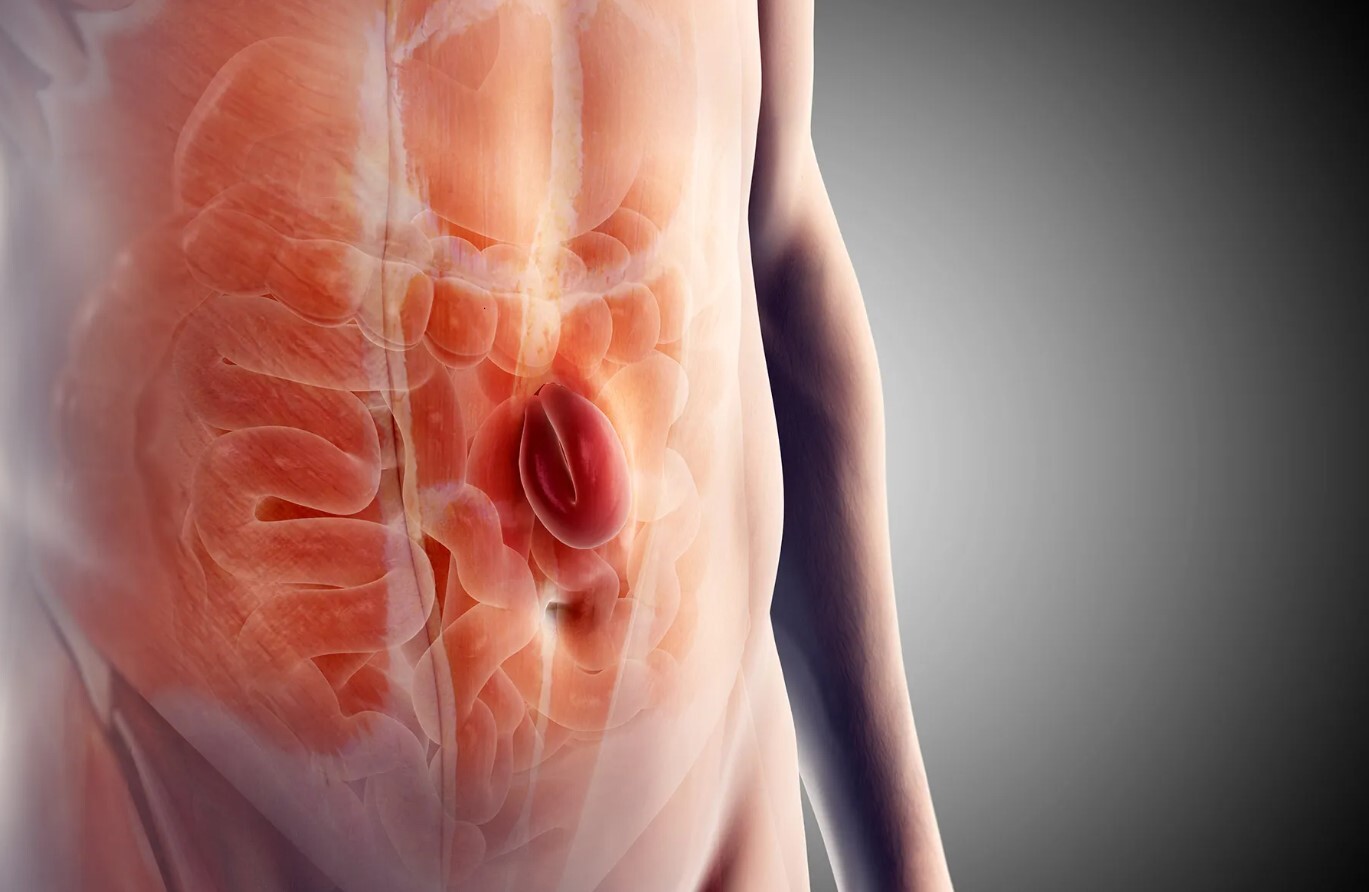 Anatomisks attēls, kas parāda cilvēka vēdera dobumu un iekšējos orgānus. Rīgas 1. slimnīca.