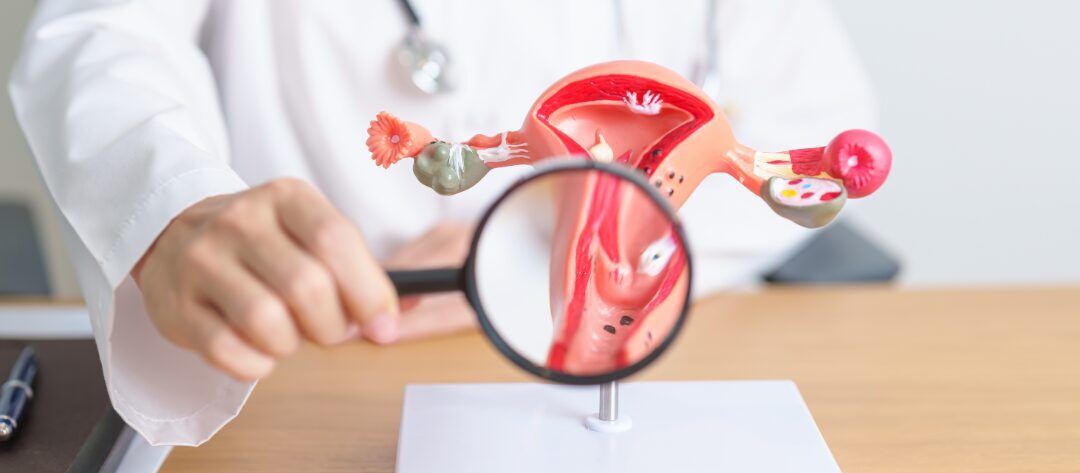 Ārsts aplūko anatomisko modeli, kas attēlo sieviešu reproduktīvo sistēmu. Rīgas 1. slimnīca.
