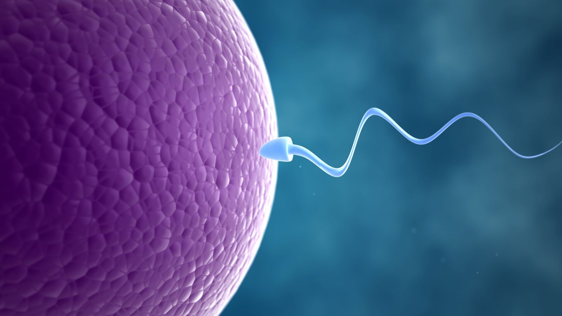 Sperma tuvojas purpursarkanai olšūnai, attēlojot apaugļošanas procesu.