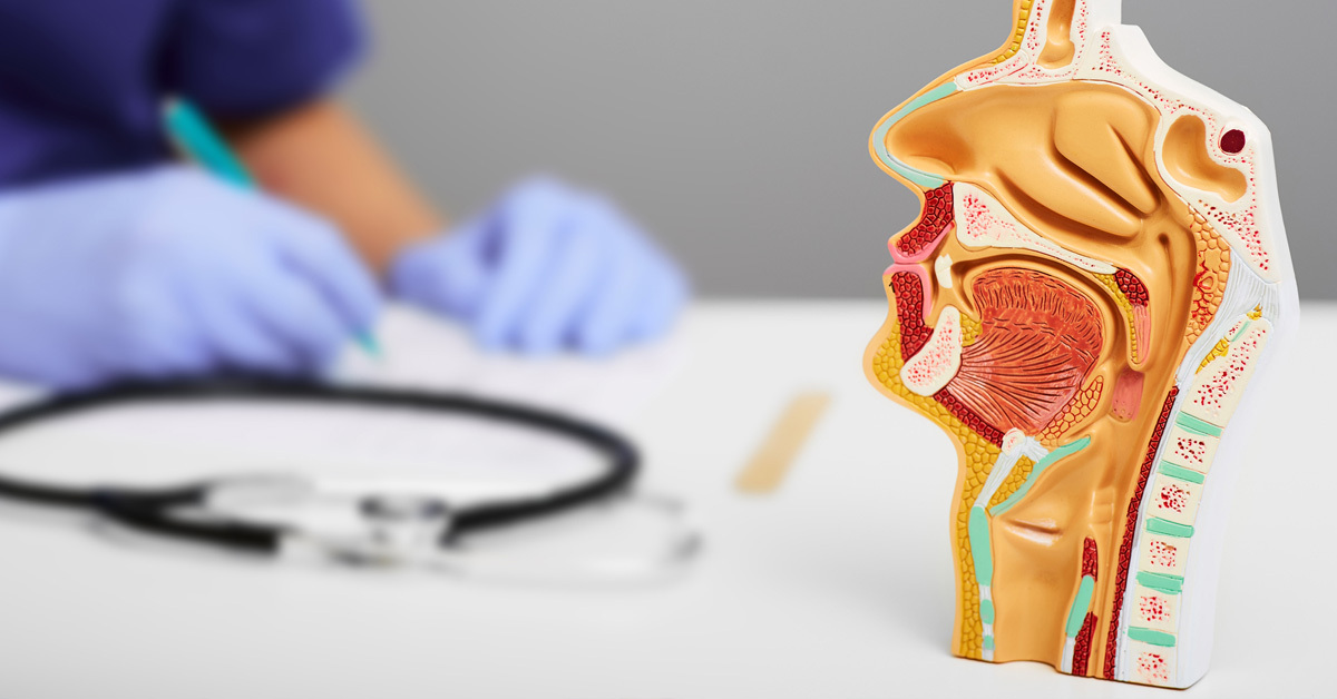 Anatomisks modeļa attēls, kas parāda cilvēka deguna struktūru un medicīnas darbinieka roku ar pildspalvu.