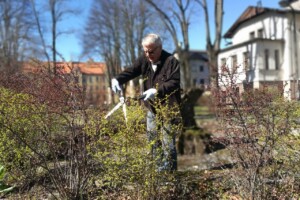 edf Vīrietis griež krūmus dārzā, apģērbts tumšā jakā un ar cimdiem, Rīgas 1. slimnīcas teritorijā.