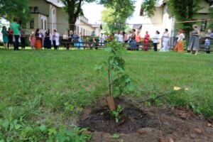 Jauns koks stādīts Rīgas 1. slimnīcas pagalmā, fons ar cilvēku grupu un ēkām.
