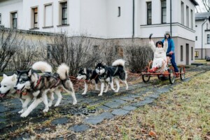 Sunsleds ar husky suņiem, sieviete un vīrietis brauc pa ceļu pie Rīgas 1. slimnīcas.