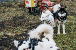 Sieviete krāsainā apģērbā stāv blakus suņiem, kam pievienota ratiņu konstrukcija. Fons ir zāle un ēka.