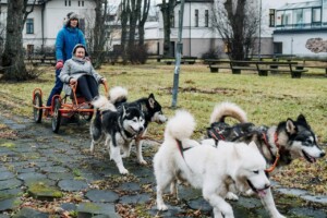 Sieviete sēž ratiņos, ko velk suņi, parks ar kokiem un ēkām fonā. Rīgas 1. slimnīca.
